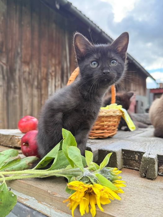 Кошенята котенята котики віддам у добрі руки Львів  Бібрка Лопушна ін.