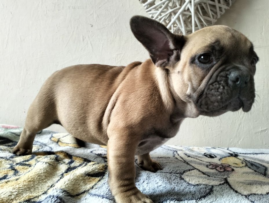 Buldog francuski szczenie