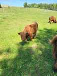 Bydło Szkockie Highland Cattle