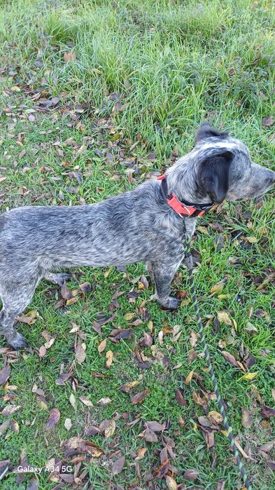 Macho com 8 meses com chip