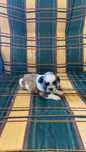 Shih tzu( fêmea)