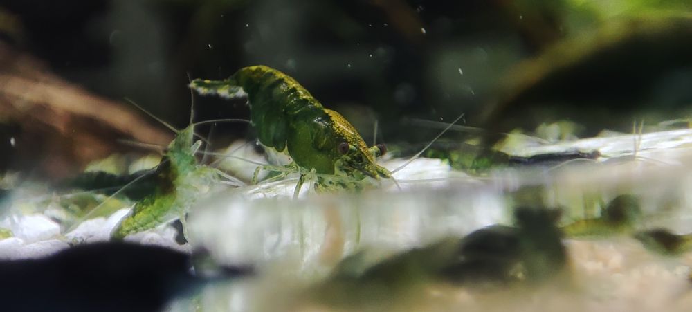 Krewetki - Neocaridina - Green