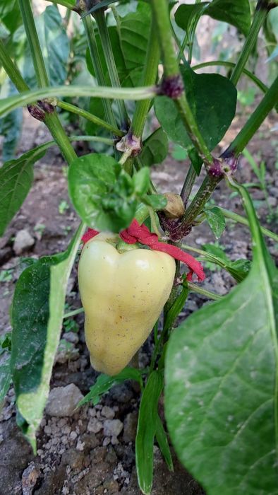 Насіння сурер солодкого суперсмачного перцю ,баклажан