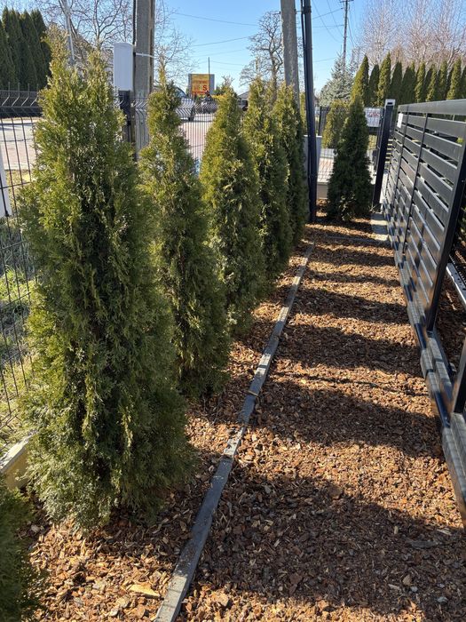 Kora ogrodowa ozdobna dowóz