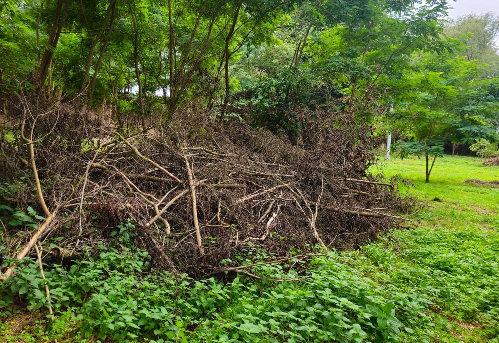 Gałęziówka - oddam za darmo