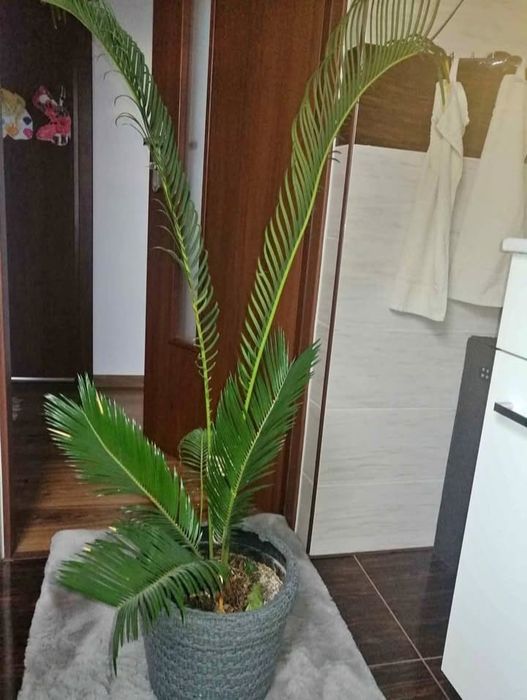 Пальма Цикас саговник