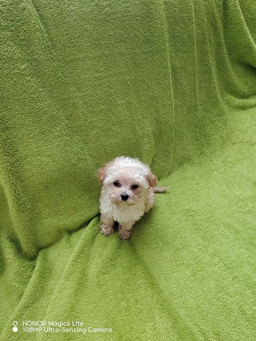 Śliczna suczka maltipoo miniaturka