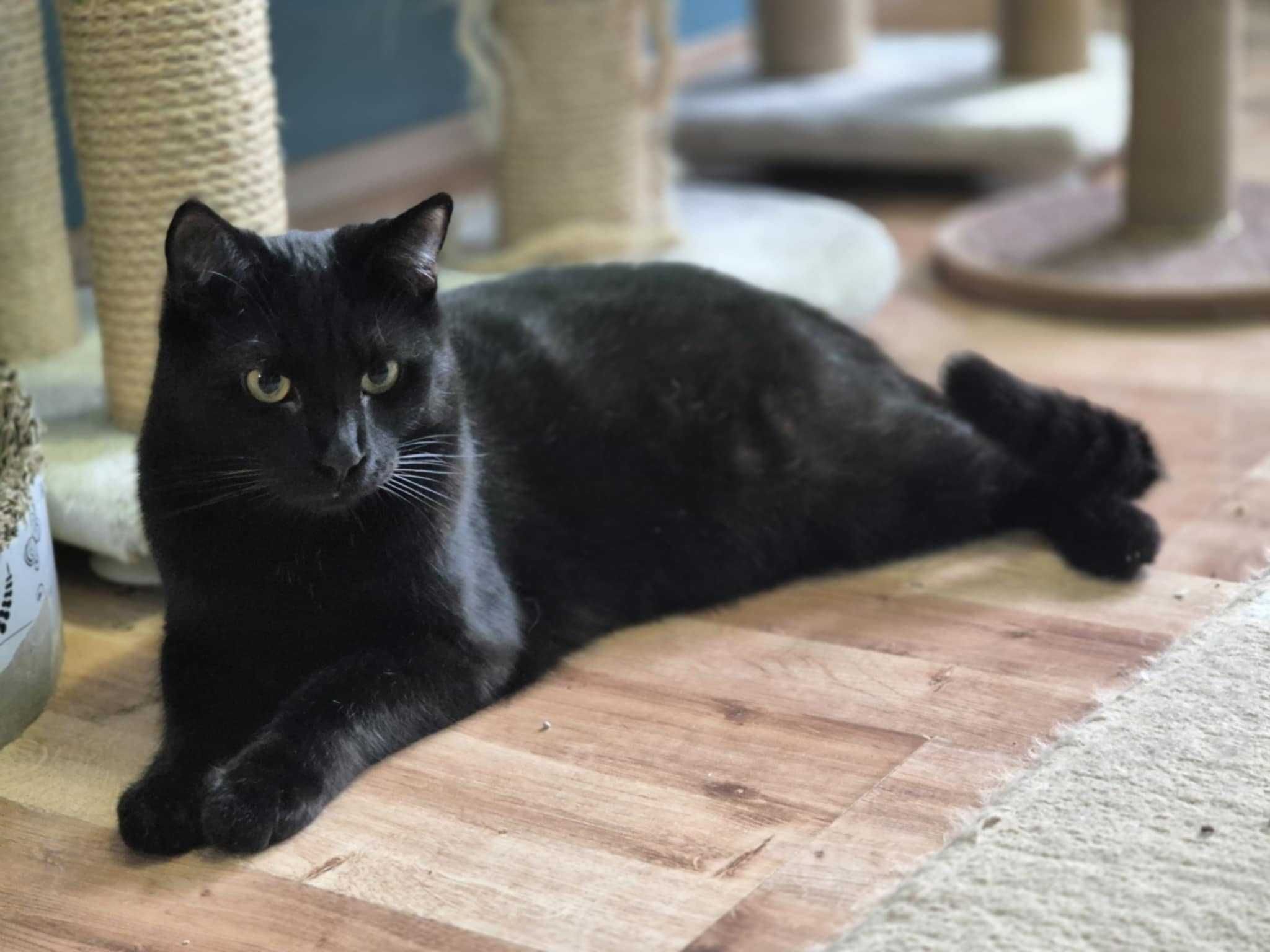 Sofi bardzo tęskni za prawdziwym domem - kot do adopcji