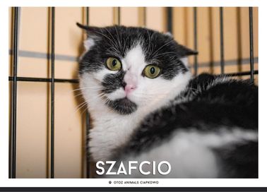 Znaleziono biało czarnego kota- Szafcio gotowy do adopcji.