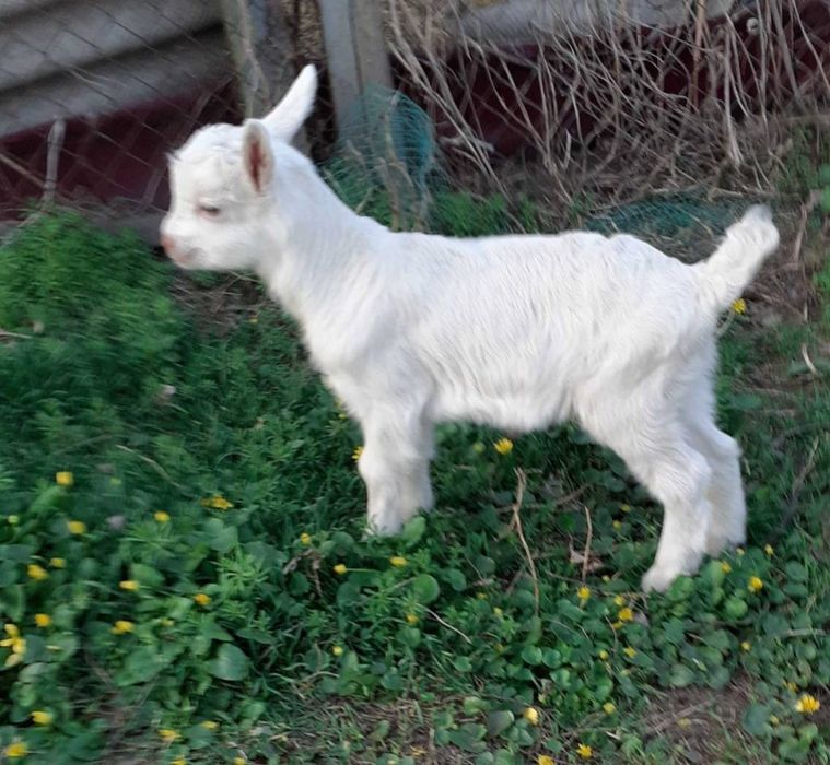 СРОЧНО! Козы, козлята высокоудойные Коза зааннеанская.