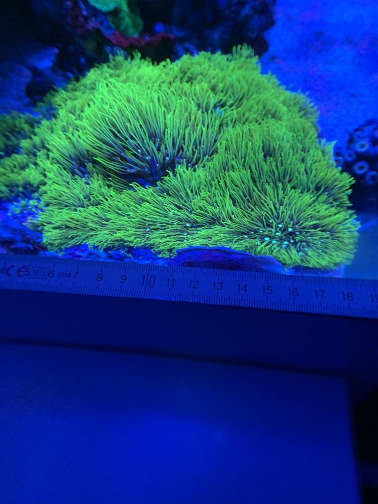 Магкий корал родактис зелений. Бріаріум неон .Корали для морського акв