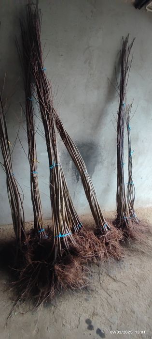 castanheiros híbridos (in  vitro) em vaso de 6l