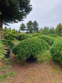 Szkołka FlorA-Z Kosodrzewina Pinus Mugo śr. 2m formowana cięta sosna.