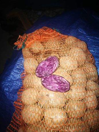 ziemniaki fioletowe truflowe oraz typowo fytkowe Innovator