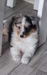Owczarek szetlandzki suczka blue merle ZKwP