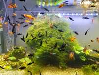 peixes de aquário