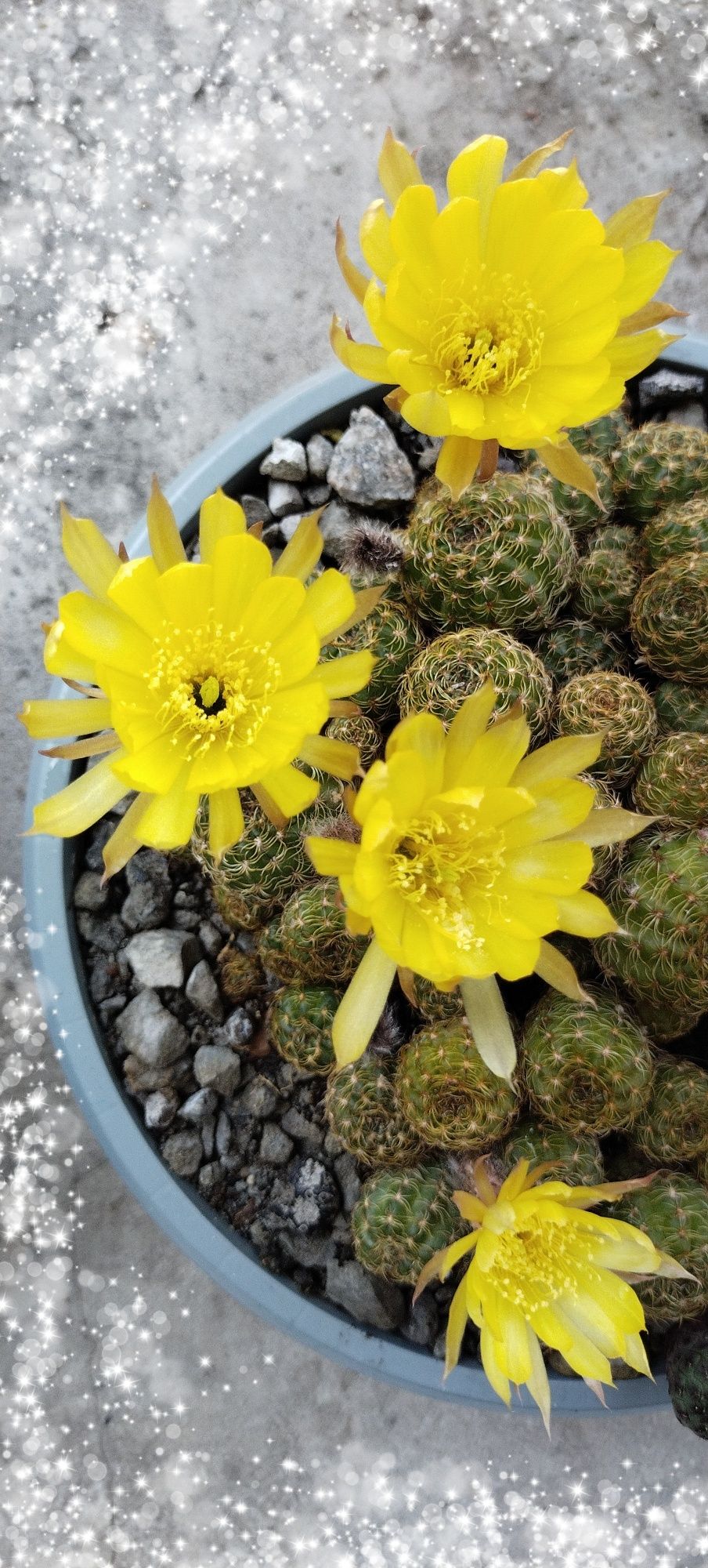 Lobivia arachnacantha.