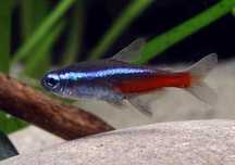 Neon Innesa Paracheirodon innesi
