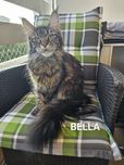 Kotka Maine Coon - Bella. Opcja hodowlana
