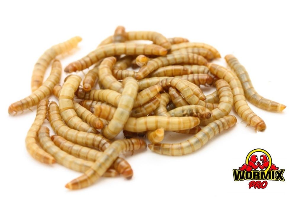 Живой корм – Мучной хрущак Мучник Tenebrio molitor Кормовые насекомые