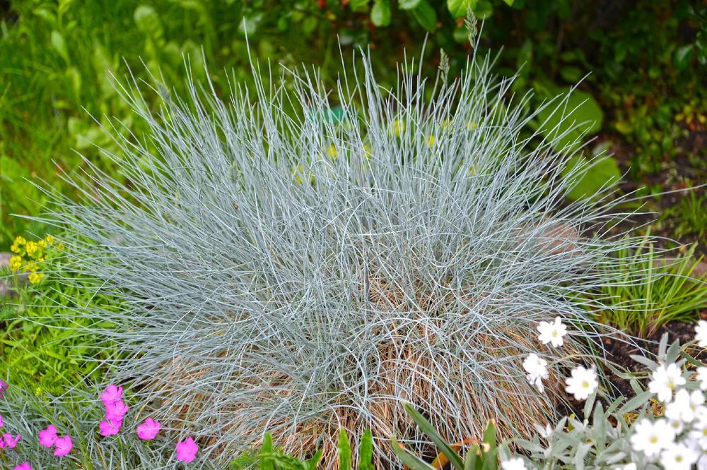 Kostrzewa sina 'Intense Blue' NIEBIESKA trawa (Festuca glauca) 2L