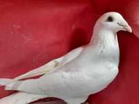 białe pocztowe gołębie