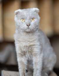 Паскаль  2 года , котенок, котик, серый кот