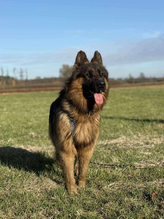 Kolins roczny owczarek niemiecki długowłosy do adopcji