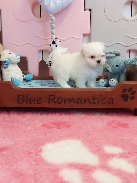 Shih tzu piękny biały piesek