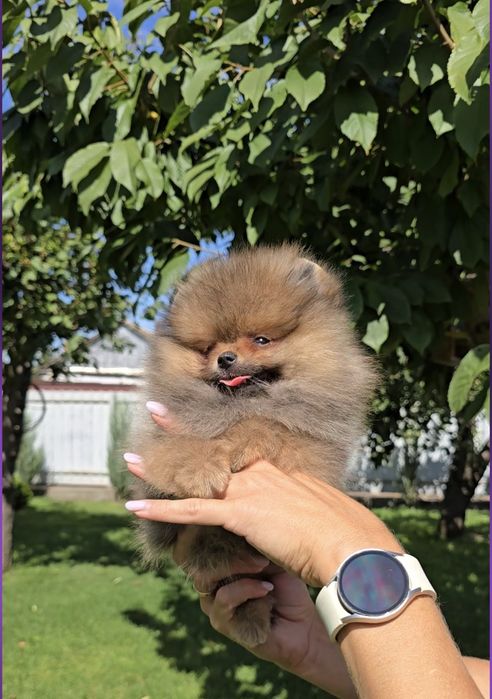 Маленький красунчик. Супер міні.