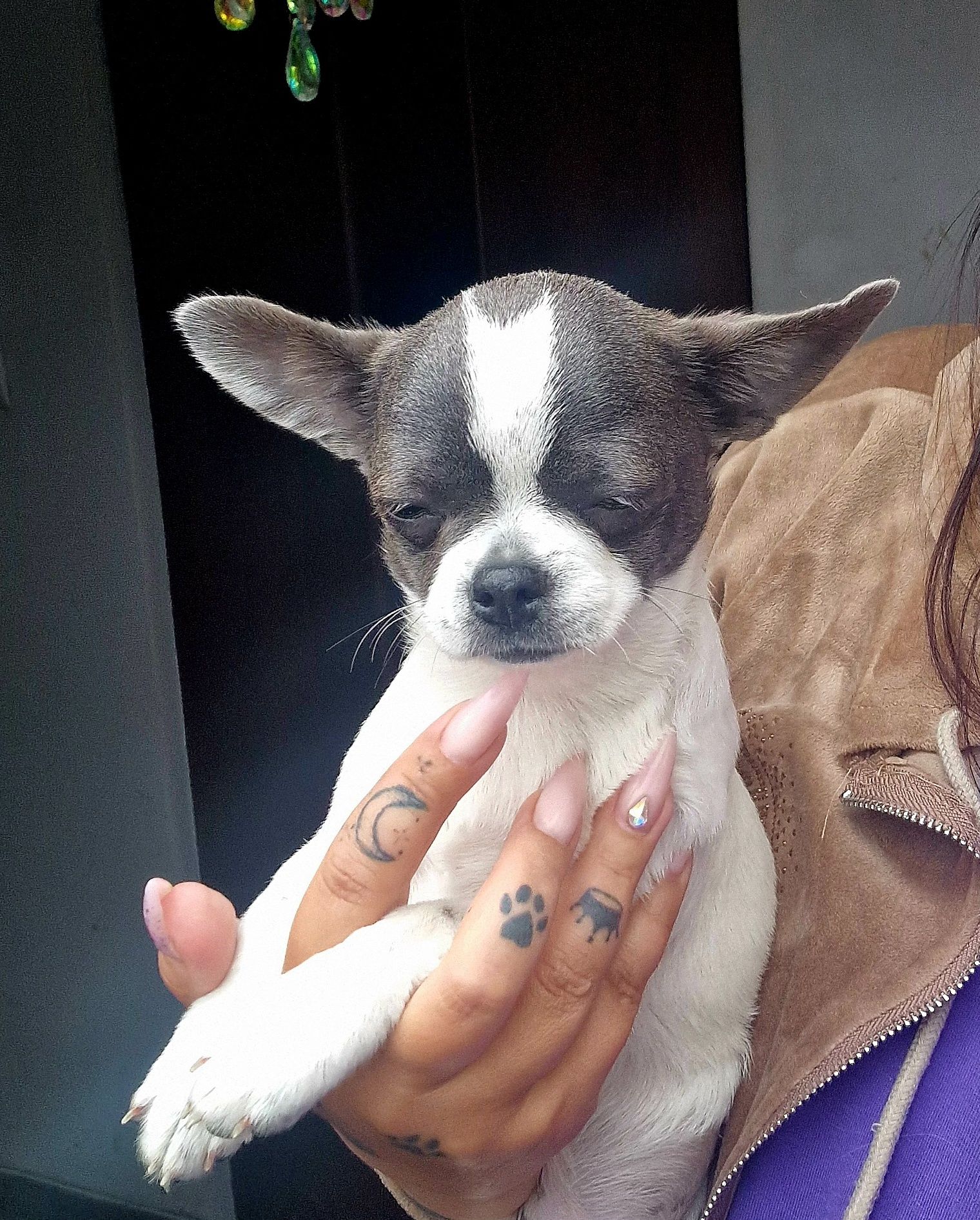 Chihuahua piesek samiec niebiesko biały krótkowłosy
