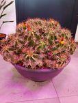 Ferocactus Robustus