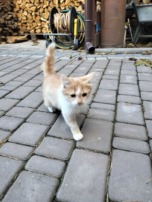 Віддам котиків в добрі руки