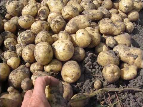 Велика Картопля Рівєра