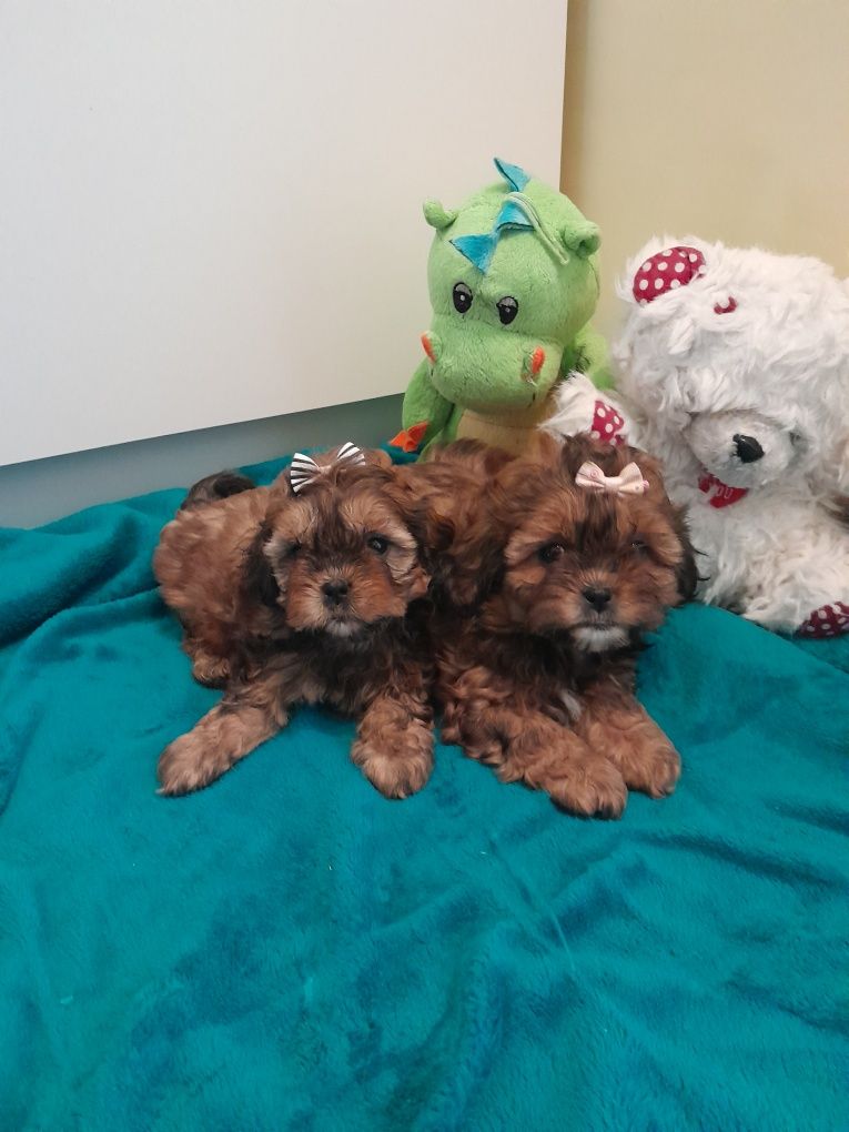 Śliczna piesek Shih Poo