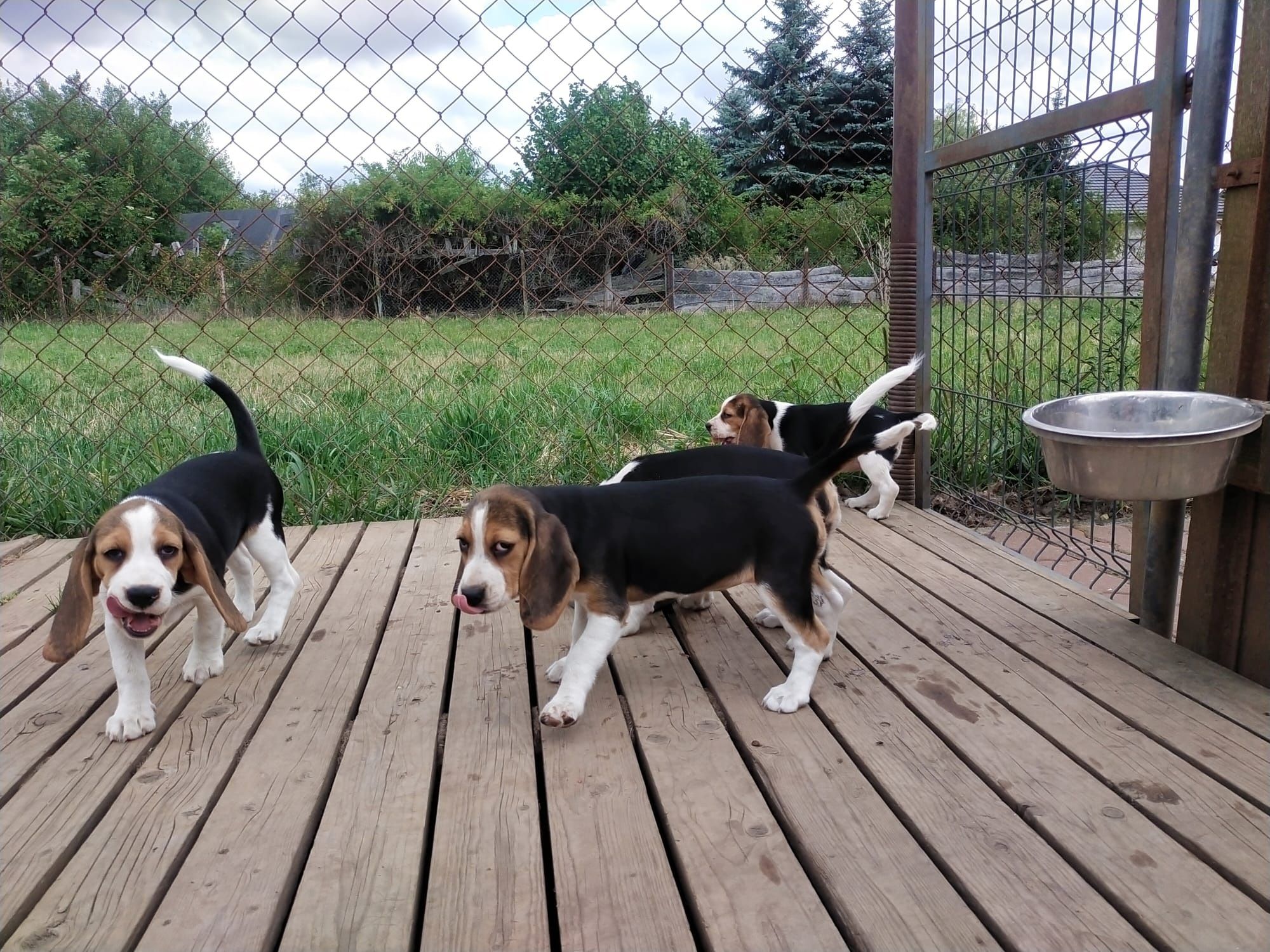 Szczeniaka Beagle