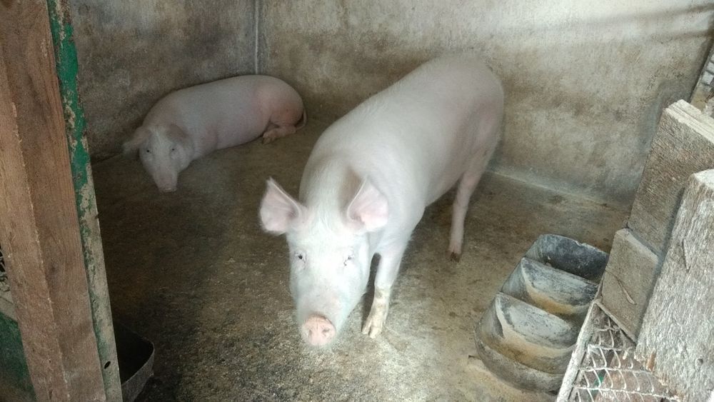 Продам свиню ваною 120кг