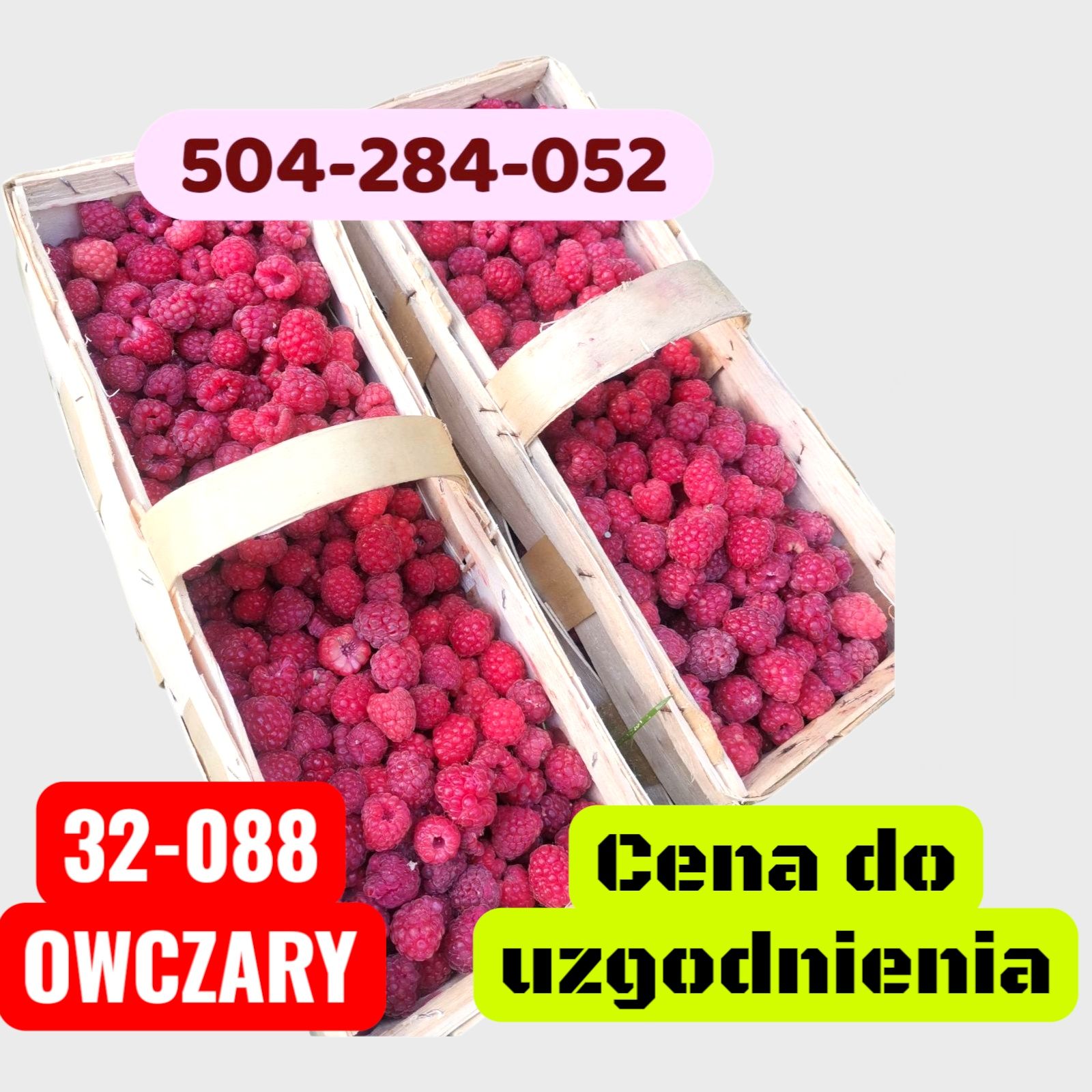 Maliny zbierane na zamówienie.