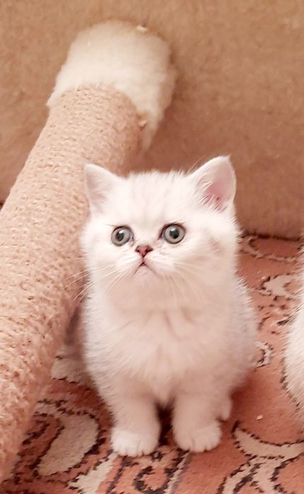 Няшечки-мілашечки