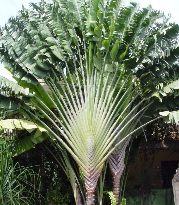 ravenalla madagascarensis