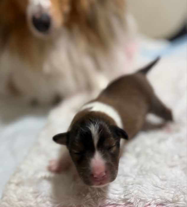 Owczarek Szetlandzki śniady piesek Hector