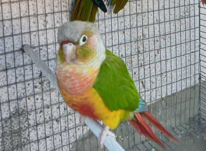 Várias aves disponíveis