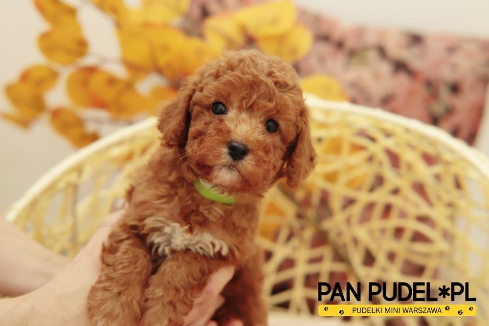 Pudel Toy Słodki Piesek Czerwony Z Białym Odbiór