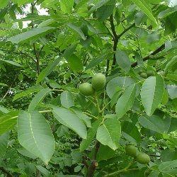 Продам деревця Волського горіха, висота 1, 2 метра
