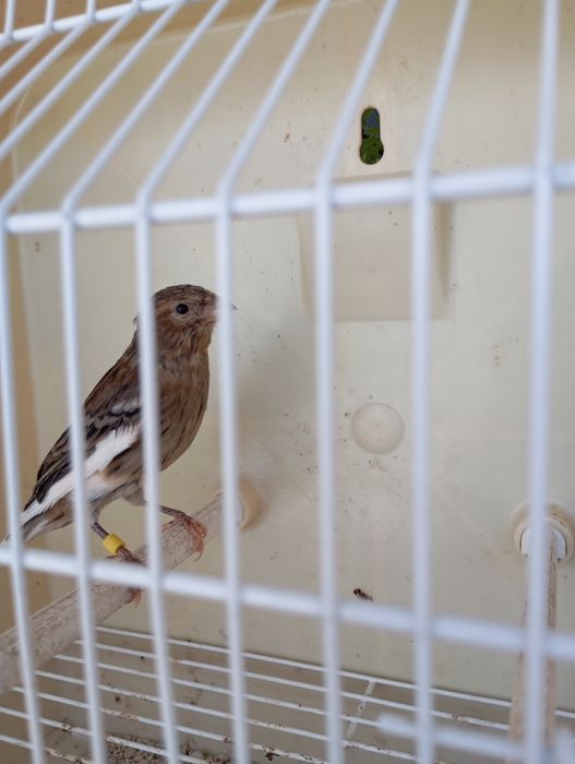 Canários Arlequim Português e Timbrado Espanhol