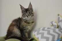 Kotka Maine Coon KEITHA /Gotowa Do Odbioru