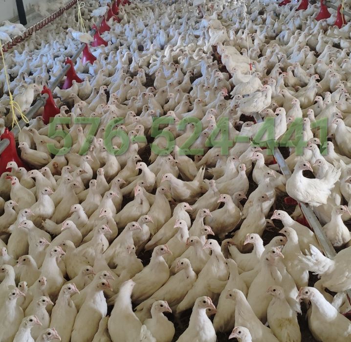 Kury nioski młode Rosa Leghorn Dominant Lohman Greenshel
