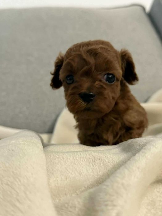 Pudel Toy Bardzo malutki chłopczyk Red Brown