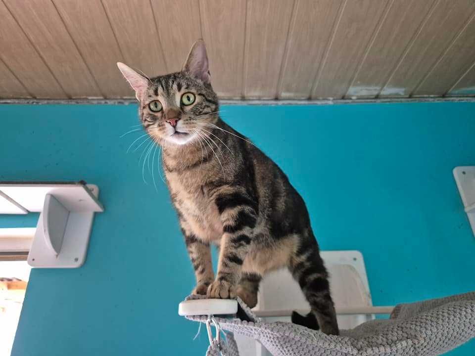 Czarek - Czarodziej o migdałowych oczach do adopcji