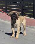 Bullmastiff samica MERCI FCI zkwp gotowa na zmianę domu